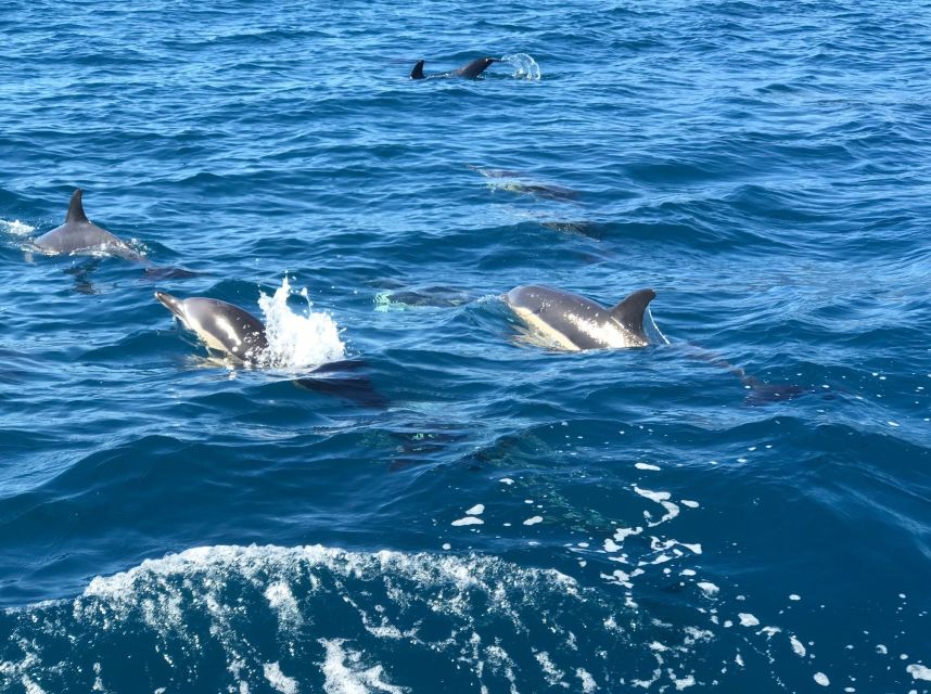 Madeira: Whale and Dolphin Watching Private Cruise - Drinks and refreshments, without turning it into a party cruise