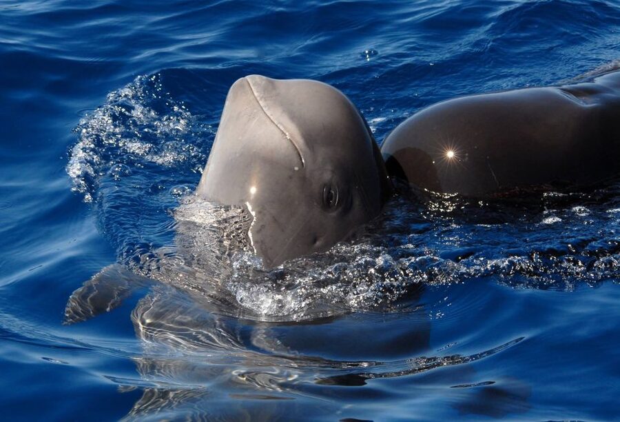 Madeira: Whale and Dolphin Watching Tour - Key things I think you’ll love