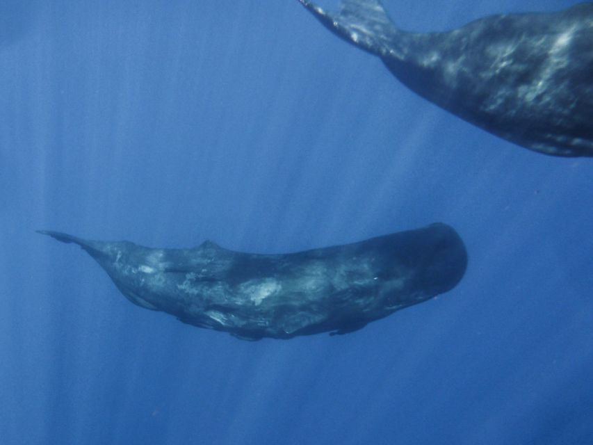 Madeira: Whale and Dolphin Watching Tour - Who should book this and who should not