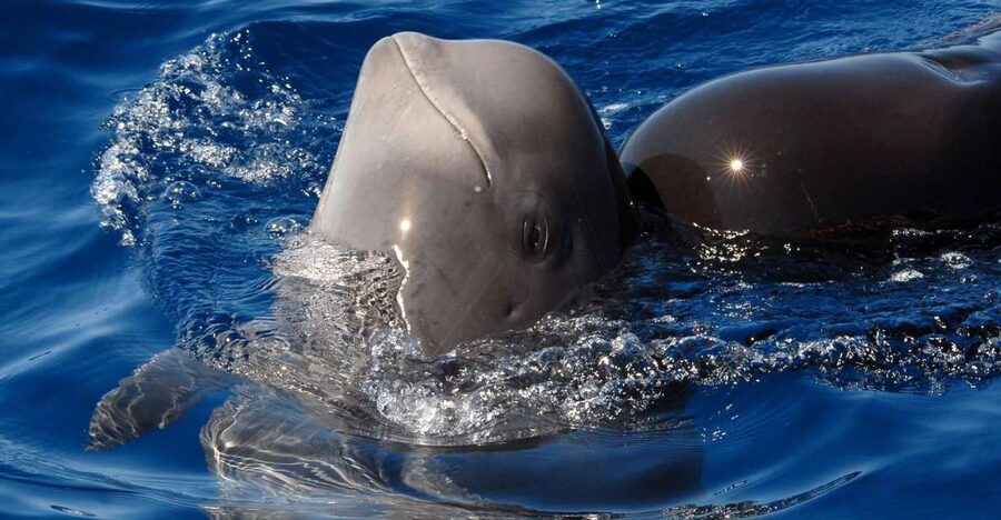 Madeira: Whale and Dolphin Watching Tour - Why Ponta de São Lourenço is the star of the show