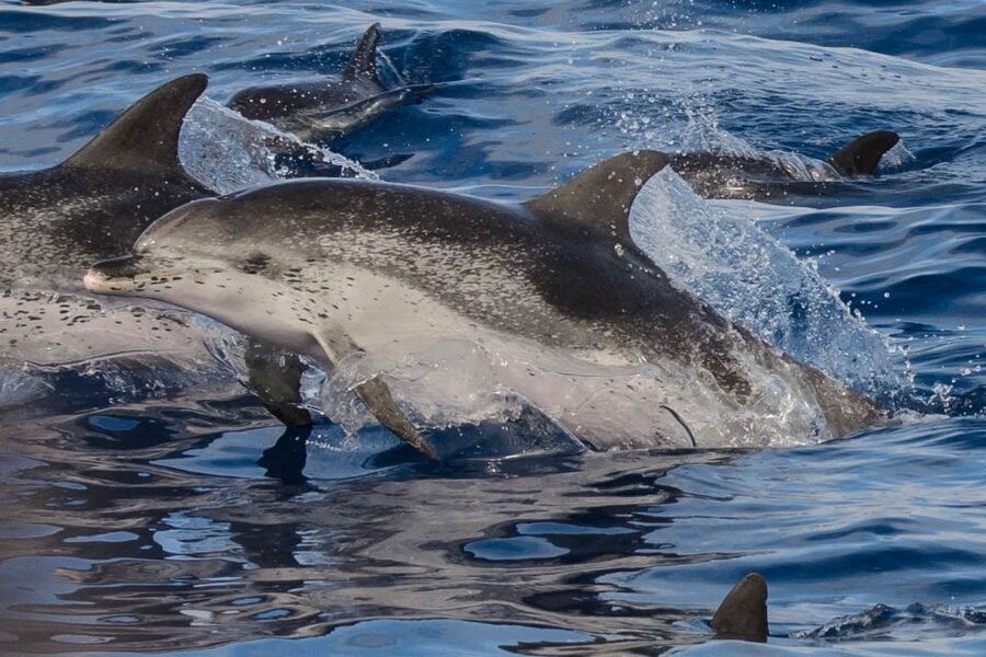 Madeira: Whale and Dolphin Watching Tour - Onboard guidance: marine facts that make sightings click