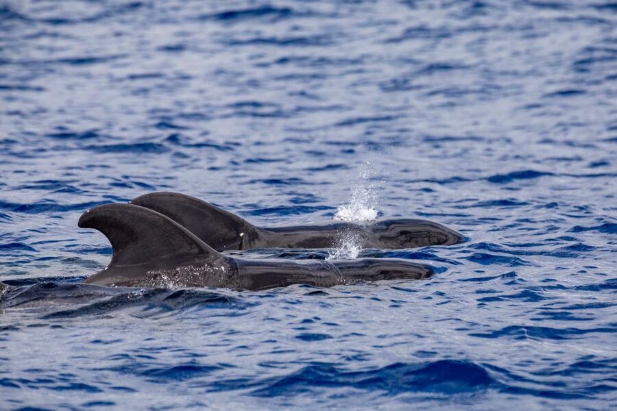 Madeira: Whale and Dolphin Watching Tour - Safety, comfort, and the reality of a speedboat ride
