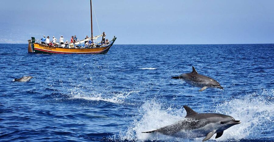Madeira: Whale Watching Excursion in a Traditional Vessel - Key points before you go