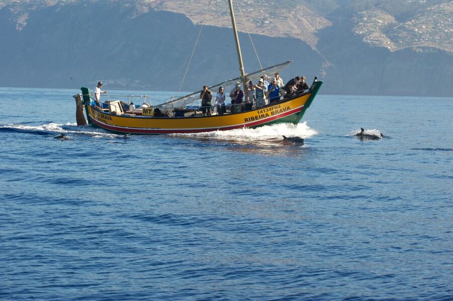 Madeira: Whale Watching Excursion in a Traditional Vessel - Price check: $53 for a guided, traditional boat whale watch