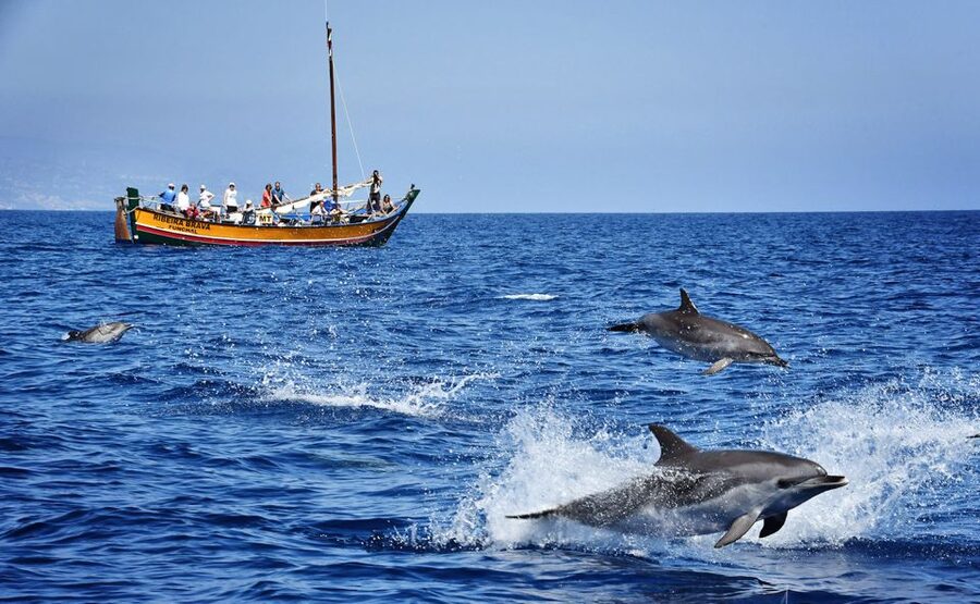 Madeira: Whale Watching Excursion in a Traditional Vessel - The Ribeira Brava: a traditional wooden boat you can feel
