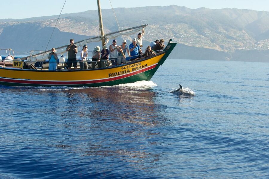Madeira: Whale Watching Excursion in a Traditional Vessel - Madeira’s coastline from offshore: dramatic, close, and photo-friendly