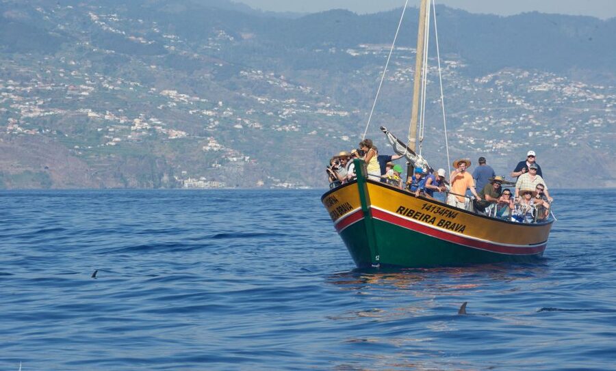 Madeira: Whale Watching Excursion in a Traditional Vessel - Respectful whale watching: distance, safety, and no animal stress