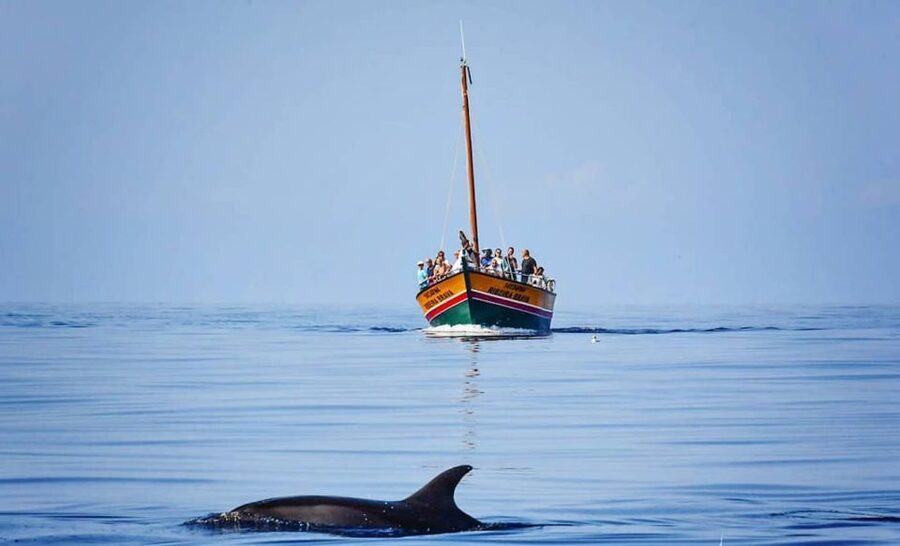 Madeira: Whale Watching Excursion in a Traditional Vessel - When the whales don’t show up, you still get a win