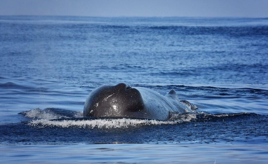 Madeira: Whale Watching Excursion in a Traditional Vessel - Starting in Madeira’s marina, then settling into the 2.5-hour sea rhythm