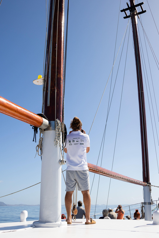 Madeira : Whales and Dolphins wooden boat excursion - A short wooden-boat ride with a clear mission