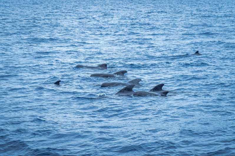 Madeira : Whales and Dolphins wooden boat excursion - The 3-hour timing that keeps the sea day focused