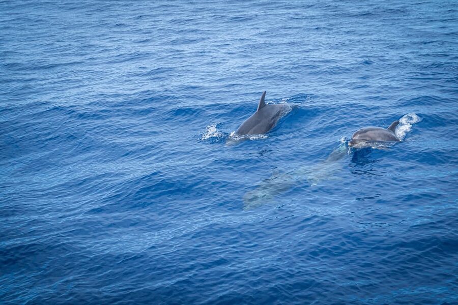 Madeira : Whales and Dolphins wooden boat excursion - Cabo Girão swim stop: the best “maybe” on the itinerary