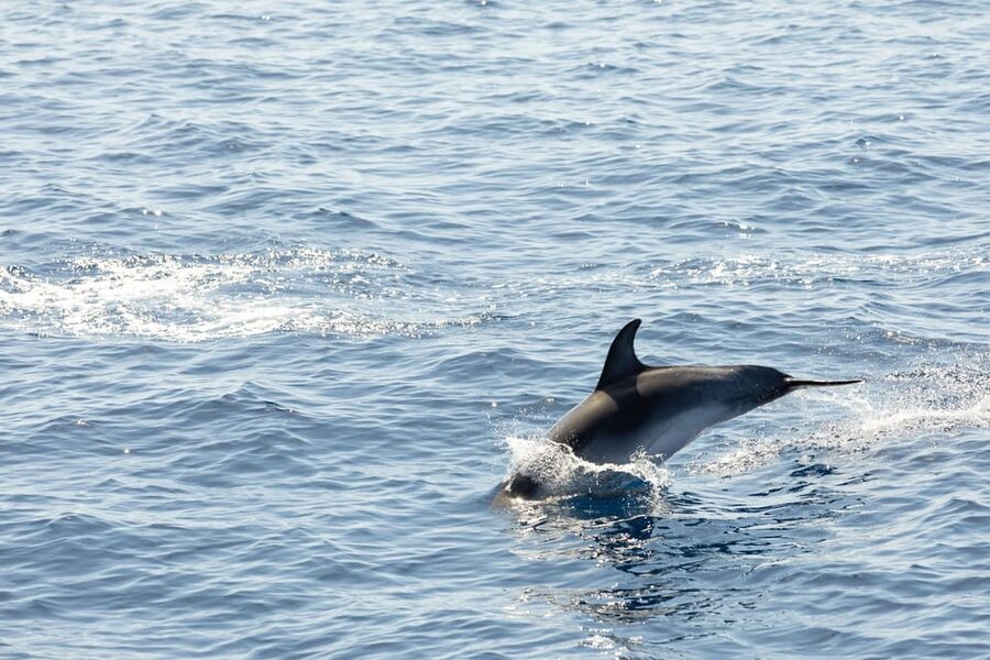 Madeira : Whales and Dolphins wooden boat excursion - On-board comfort that makes wildlife watching easier
