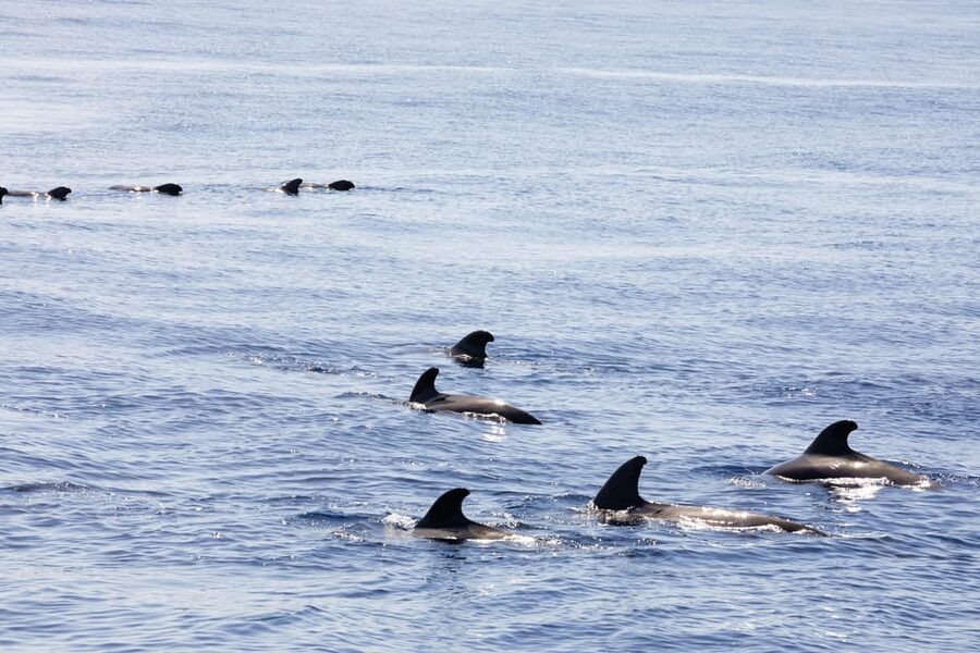 Madeira : Whales and Dolphins wooden boat excursion - What’s included, and what you’ll pay for separately
