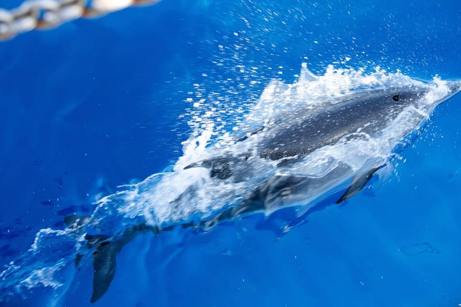 Madeira : Whales and Dolphins wooden boat excursion - What to bring for a smoother sea day