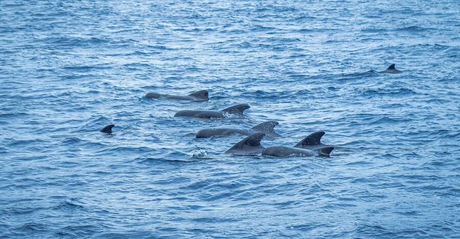 Madeira : Whales and Dolphins wooden boat excursion - From Av. do Mar 9000 to Pier 8, find the Bonita kiosk