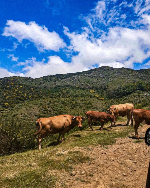 Madeira Wild West 4X4 Tour Safari - Laurisilva Off-Road in Madeira’s “Forest That Moves Slowly”