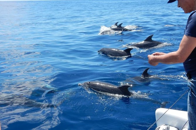Magic Dolphin Celebrity - A small-group catamaran safari that feels calmer than most