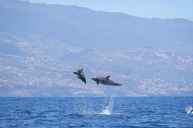 Magic Dolphin Celebrity - The Funchal departure, plus bay views and the Reid’s Hotel link