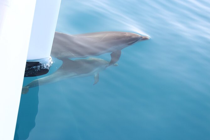 Magic Dolphin Celebrity - Gabo Girão swim stop in summer, and the timing reality
