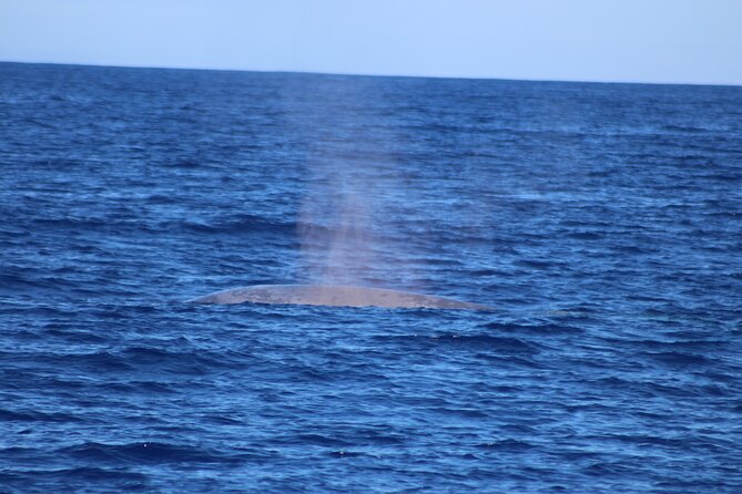 Magic Dolphin Celebrity - Price and value in Madeira: is $48.27 worth it?