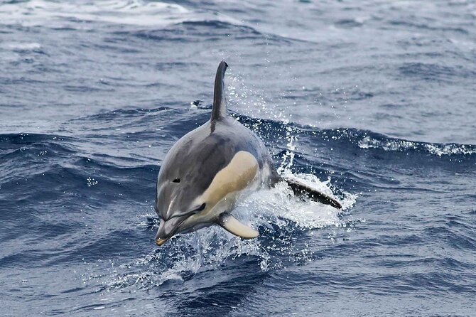 Magic Dolphin Sea Safaris - Entering Madeira’s Ocean Playground From Funchal Marina