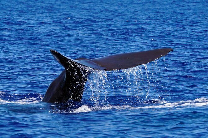 Magic Dolphin Sea Safaris - Comfort and Motion on a Speedboat (The Real Tradeoff)