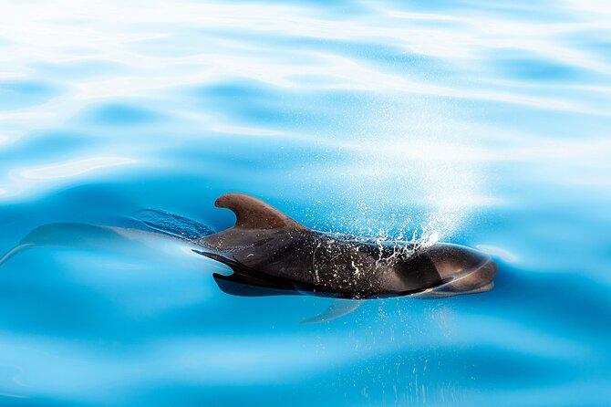Magic Dolphin Sea Safaris - The Guides, the Commentary, and the Human Touch