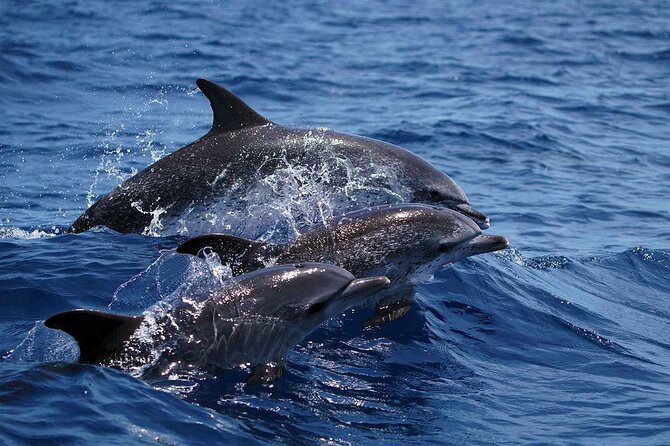 Magic Dolphin Sea Safaris - The Itinerary in Practice: From Check-In to Offshore Scanning