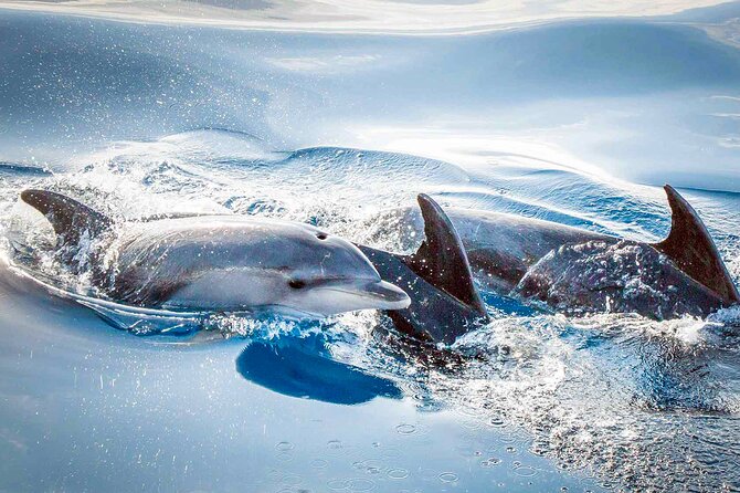 Magic Dolphin Sea Safaris - Price and Value: Is $60.49 a Smart Bet?