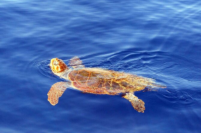 Magic Dolphin Sea Safaris - Logistics You Should Not Ignore (Because They Affect Your Day)