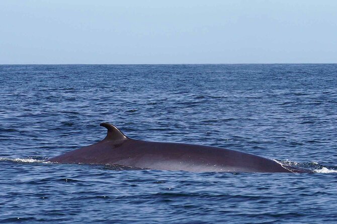 Magic Dolphin Sea Safaris - How the Safari Actually Runs (And Why That Matters)