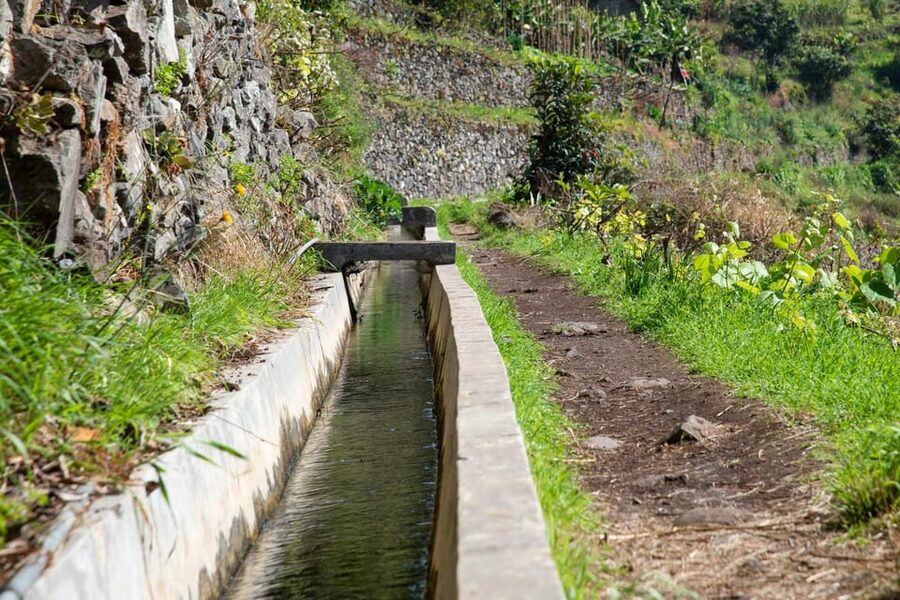 Maroços Madeira Island Levada Walk - What the Guide Adds: Flora, Fauna, and Levadas in Plain Language