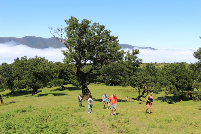 Northwest Terraces and Volcanic Pools 4x4 Full Day Tour - Ribeira da Janela, Ilheus, and Miradouro Viewpoints: Quick Stops With Big Payoff
