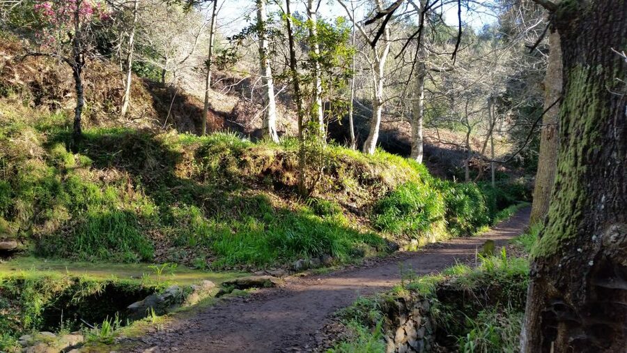 Paradise Valley half-day morning walk. - The levada trail, flowers, shade, and what you can actually notice