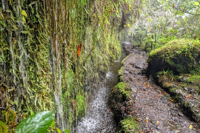 PR9 Caldeirão Verde Queimadas Levada Self-Guided Hiking Transfer - Stop 2: Levada do Caldeirão Verde, the main hike you came for