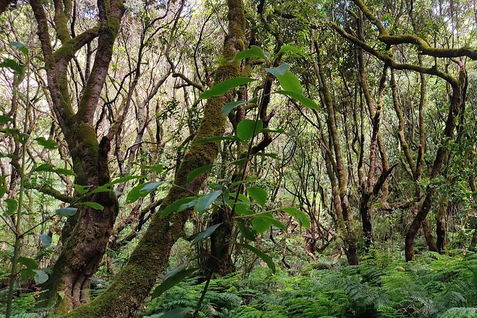 PR9 Caldeirão Verde Queimadas Levada Self-Guided Hiking Transfer - Price and logistics: what you’re really paying for (and what you aren’t)