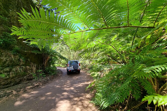 Private 4x4 Jeep Full Day Porto Moniz or Santana - Fanal and Porto Moniz: centenary trees and a real swim on the north coast