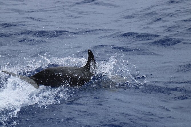 Private Dolphin and Whale Watching Tour in Madeira - Getting started at On Tales in Porto Recreio da Calheta