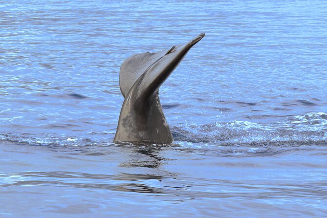 Private Dolphin and Whale Watching Tour in Madeira - Stop 2: the Madeira Islands search area, and how to think about whale and dolphin odds