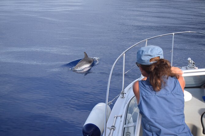 Private Dolphin and Whale Watching Tour in Madeira - Snorkelling and swimming: the built-in win, even on a low-sighting day