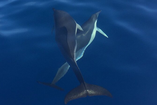 Private Dolphin and Whale Watching Tour in Madeira - Crew personalities and what you can learn from them