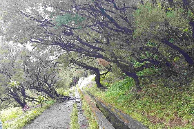 Private Guided Walk Levada 25 Fontes - Hotel pickup from Funchal, and how it changes your day