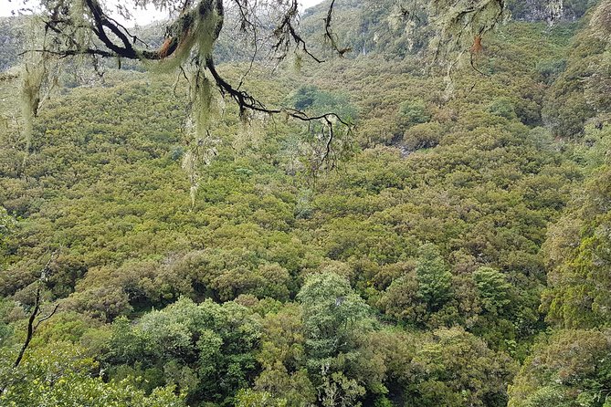 Private Guided Walk Levada 25 Fontes - Nature focus that goes beyond just pretty water