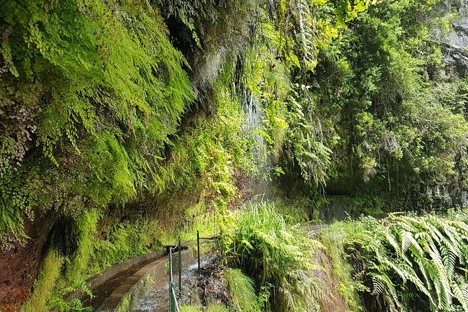 Private Guided Walk Levada do Rei - UNESCO Laurissilva: what you’re actually walking through