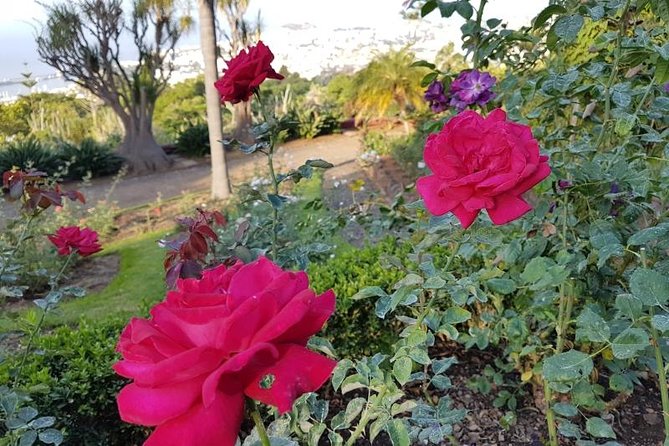 Private Halfday Madeira Garden Tour - Should you book this Private Halfday Madeira Garden Tour?