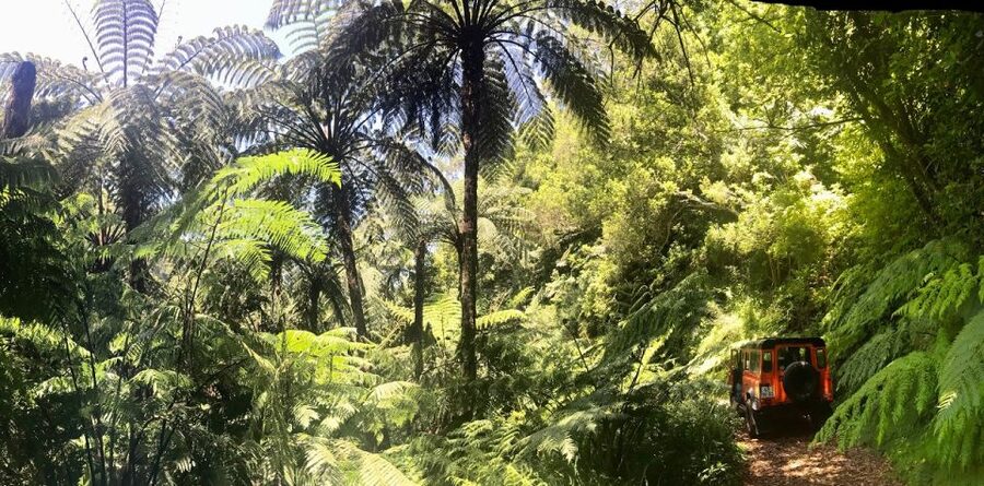 Private Jeep Tour Santana to East-Side - A private Land Rover day that feels like Madeira, not just points on a map