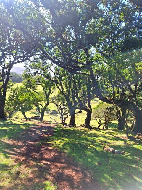 Private Madeira Highlights Full Day Tour - Ponta do Sol Bay and East Coast Viewpoints: Filling the Gaps Between Stops