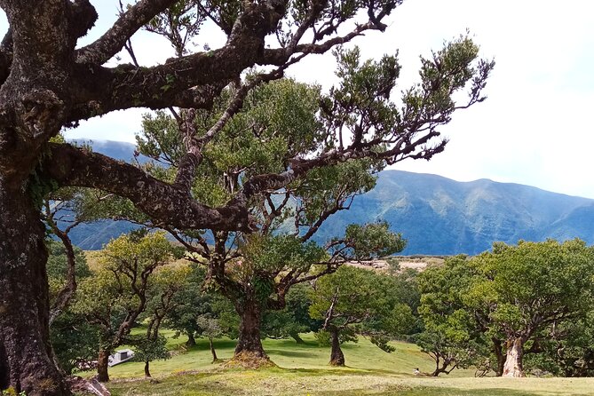 Private Madeira Island Tour: The Most Complete 8-Hour Experience - Fanal laurel trees and the ride up the old mountain road