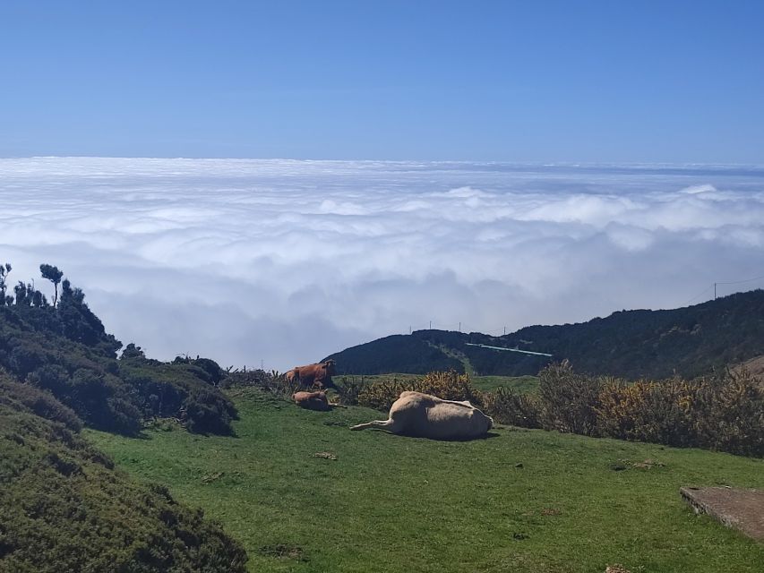Private Minubus 8 seater - Tailor-Made Madeira: West, Central, or East for 5 to 8 Hours